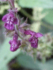 Hedge Woundwort (Stachys sylvatica)