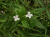 Broad-leaved Willowherb (Epilobium montanum)