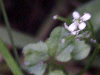 Hairy Bittercress (Caradamine hirsuta)