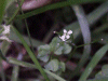 Hairy Bittercress (Caradamine hirsuta)