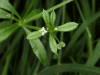 Common Cleavers (Galium aparine)