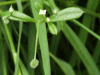 Common Cleavers (Galium aparine)
