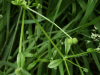 Common Cleavers (Galium aparine)