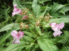 Policeman's Helmet/Himalayan Balsam (Impatiens glandulifera)