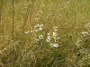 Scentless Mayweed (Matricaria perforata) in a field of Rape Seed (Brassica napus)