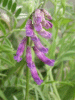 Tufted Vetch (Vicia cracca)