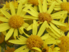 Common Ragwort (Senecio jacobaea)
