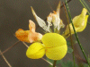 Common Bird's-foot trefoil (Lotus corniculatus)