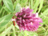 Red Clover (trefolium repens)