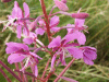 Rosebay Willowherb (Chamerion angustifolium)