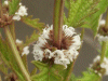Gipsywort (Lycopus europaeus)