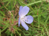 Meadow Cranesbill (Geranium pratense)