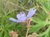 Meadow Cranesbill (Geranium pratense)