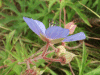 Meadow Cranesbill (Geranium pratense)