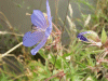 Meadow Cranesbill (Geranium pratense)