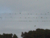Swallows on high on the electric transmission cables