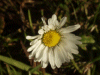 Daisy (Bellis perennis)