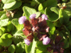 Self-heal (Prunella vulgaris)