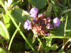 Self-heal (Prunella vulgaris)