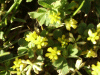 Black Medick (Medicago lupulina)