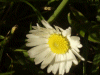 Daisy (Bellis perennis)