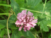 Red Clover (trefolium repens)