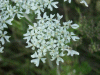 Hogweed (Heracleum sphondylium)
