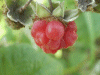 Ripening Berries