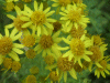 Common Ragwort (Senecio jacobaea)