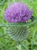 Spear Thistle (Cirsium vulgare)