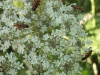 Hogweed (Heracleum sphondylium)