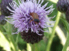 Creeping Thistle (Cirsium arvense)