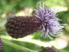 Creeping Thistle (Cirsium arvense)