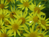 Common Ragwort (Senecio jacobaea)