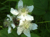 Bramble/Blackberry flower (Rubus fruticosus agg)