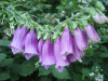Digitalis Purpurea (ordinary wild foxglove)