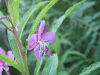 Rosebay Willowherb (Chamerion angustifolium)