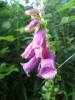 Digitalis Purpurea (ordinary wild foxglove)