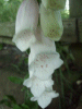 Albino Digitalis Purpurea (ordinary wild foxglove)