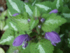 Spotted Dead Nettle (Lamium maculatum)