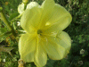 Large-Flowered Evening Primrose (Oenothera glazoviana)