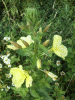 Large-Flowered Evening Primrose (Oenothera glazoviana)