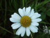 Oxeye