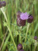 Creeping Thistle (Cirsium arvense)