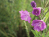 Great Willowherb (Epilobium hirsutum)