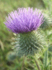 Spear Thistle (Cirsium vulgare)