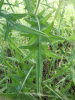 Spear Thistle (Cirsium vulgare)