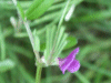 Common Vetch (Vicia sativa)