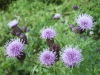 Creeping Thistle (Cirsium arvense)