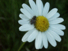 Oxeye daisy (Leucanthemum vulgare) (syn. Chrysanthemum leucanthemum)